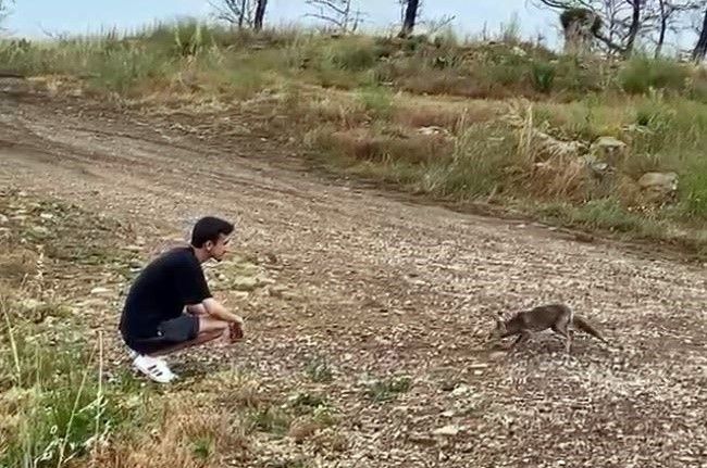 Araçtan börek kabının kapağını çalıp kaçan tilki, börek teklifiyle geri döndü