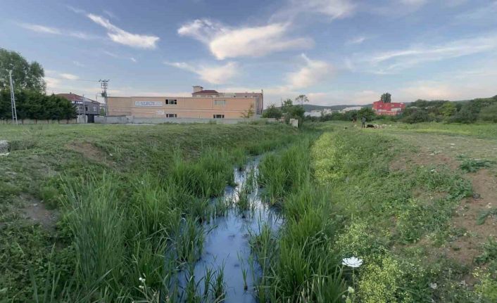 Arnavutköy’de iddiaya göre fabrikalardan atılan kimyasal madde derenin rengini değiştirdi