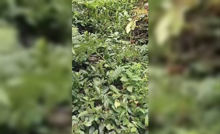 Artvin’de çay üreticinin kabusu Hopa engereği bahçelerde sık olarak görülmeye başladı