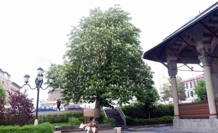 Asırlık kestane ağaçları çiçek açtı