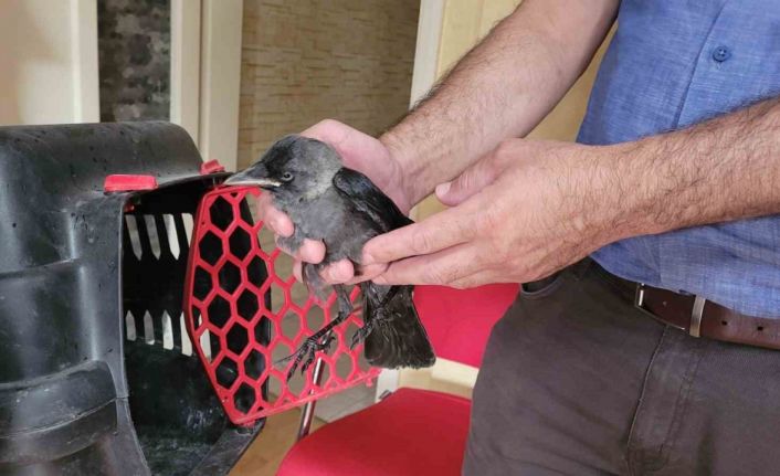 Aydın’da doğa koruma ekiplerinin ’karga’ mesaisi