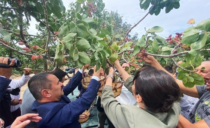 Ayvacık’ta üretilen Antep fıstığı kurulacak tesis ile markalaşacak