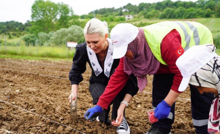 Belediyeye ait verimli tarım arazilerine kabak tohumu ekildi