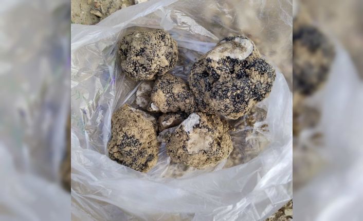 Belevi’nin dağlarından trüf fışkırıyor