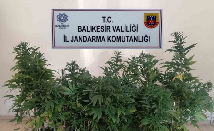 Bigadiç’te kenevir baskını
