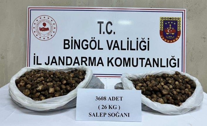 Bingöl’de salep soğanı toplayan şahıslara 488 bin 630 lira para cezası kesildi