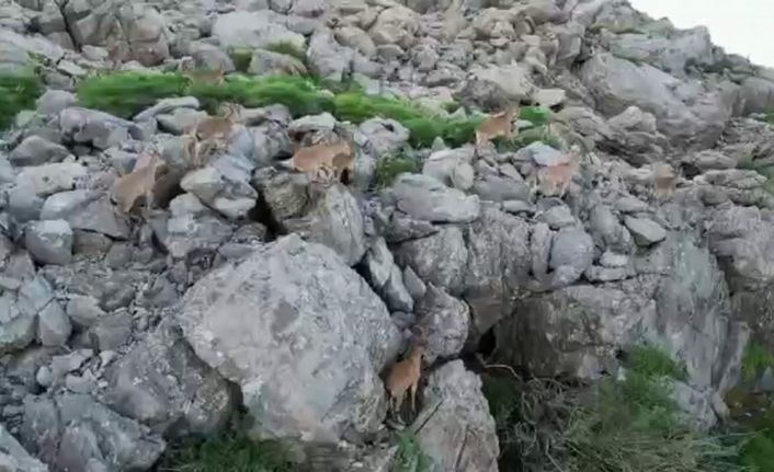 Bölgeye huzurun gelmesiyle silah sesleri yerini yaban keçilerine bıraktı