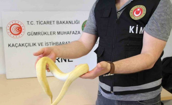 Bu kadarı da pes dedirtti: Kapıkule’de 32 kaçak yavru piton yakalandı