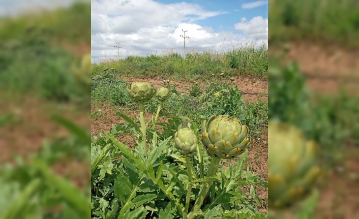 Çankırı’da gelir kapısı olacak enginarda ilk hasat yapıldı