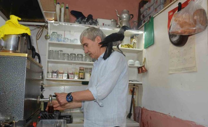 Çay ocağının maskotu Paşa isimli karga ile sahibinin ilginç dostluğu