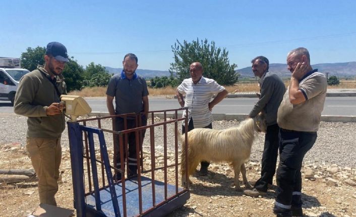 Depremin merkezinde her yıl dolup taşan kurbanlık satış yerleri bu sene boş kaldı