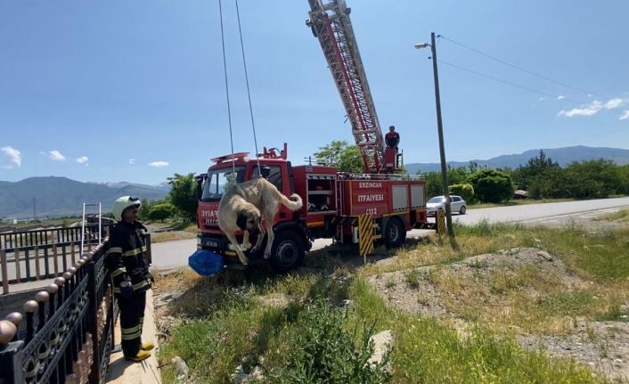 Dere yatağına düşen köpeği itfaiye kurtardı