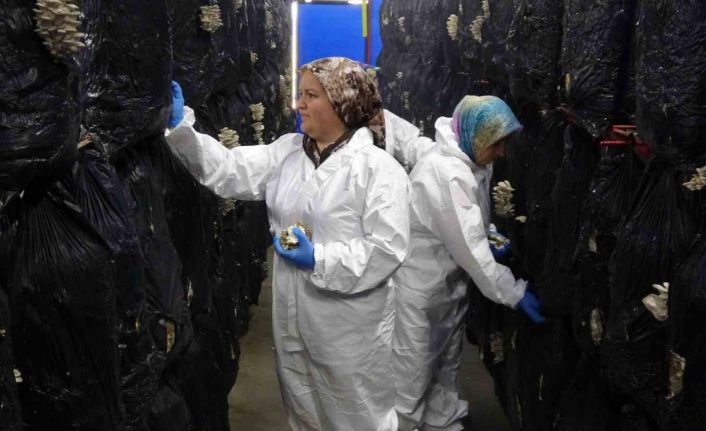 Devlet desteğiyle kurulan tesiste günlük 500 kilogram istiridye mantarı üretiliyor