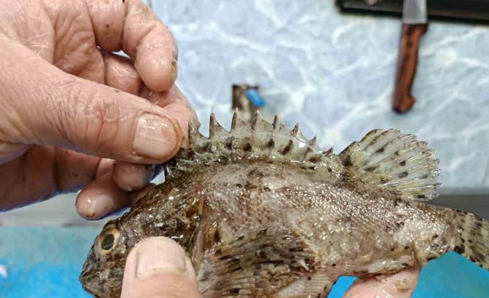 Dışı zehirli, içi lezzetli balık: İskorpit