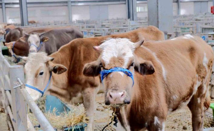 Doğu Anadolu Canlı Hayvan Pazarı’nda hareketlilik başladı