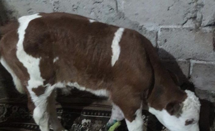 Doğum esnasında ayağı kırıldı, ayağına 6 platin takıldı