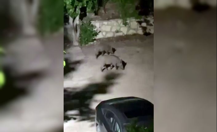 Domuz sürüsü yerleşim alanına indi