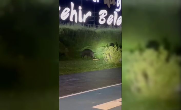 Domuzlar şehre indi