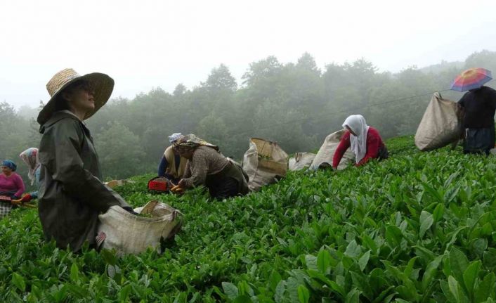 Dünyanın en kaliteli fındığının üretildiği Giresun’da kemençe eşliğinde çay hasat şenliği yapıldı
