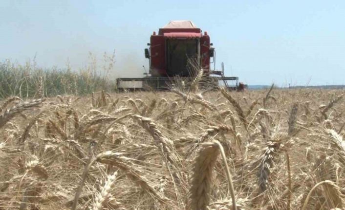 Edirne’de buğday hasadı başladı, ilk hasat yapıldı