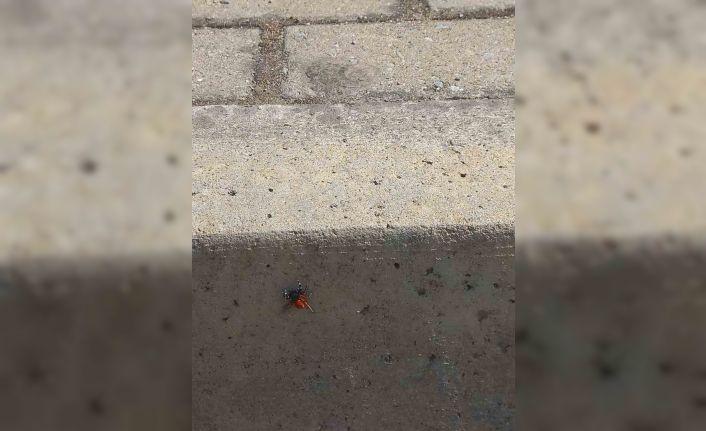 Efeler’de şehir merkezinde zehirli uğur böceği örümceği görüldü