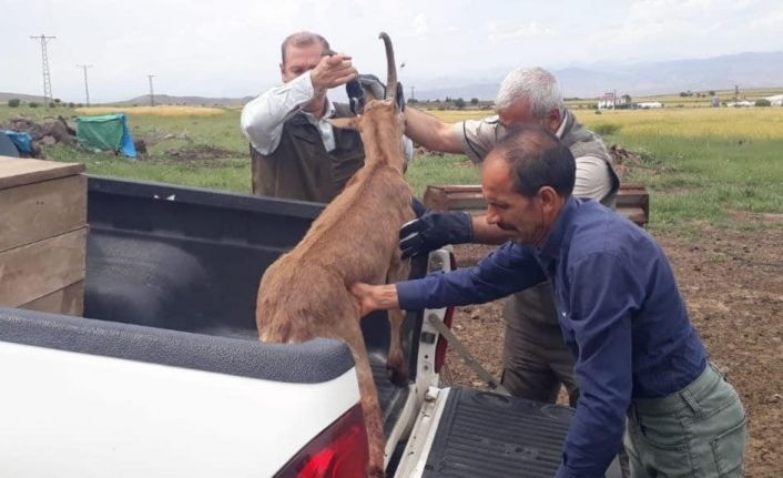 Elazığ’da bitkin halde bulunan dağ keçisi koruma altına alındı