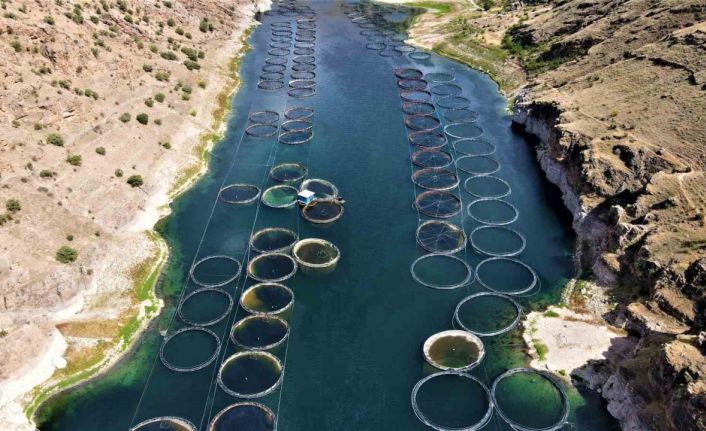 Elazığ’dan dünyaya Türk somonu: İhracat yüzde 100 artarak 60 milyon dolara ulaştı