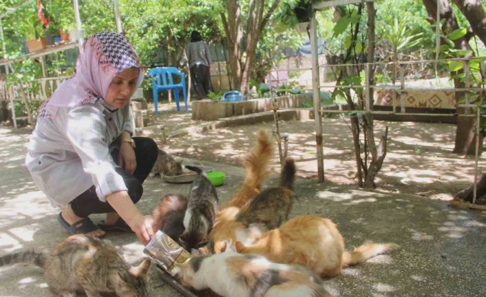 Evini sokak kedilerine açtı, sokak hayvanlarının annesi oldu