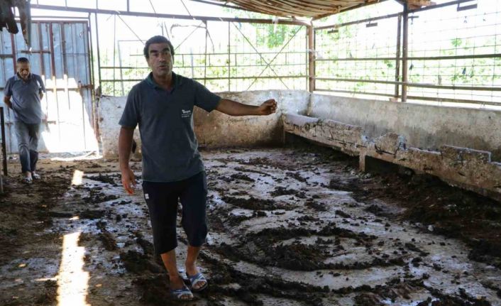 Geçim kaynağı 10 ineği elektrik akımına kapılarak telef oldu