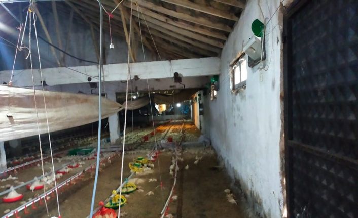 Gediz’de aşırı yağış tavuk çiftliğini vurdu