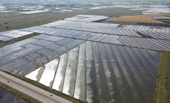 Gönen ve Manyas ovalarında çeltik ekimine başlandı