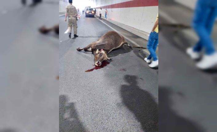 Gümüşhane’de tünel içerisinde hafif ticari aracın çarptığı inek telef oldu, 3 kişi yaralandı