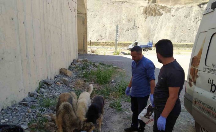 Hakkari’de sokak hayvanları için sakatat bırakıldı