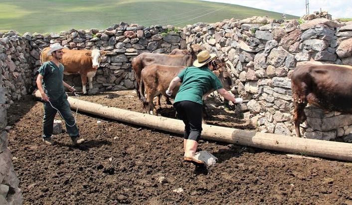 Hayvan aşılama ve küpeleme çalışmaları devam ediyor