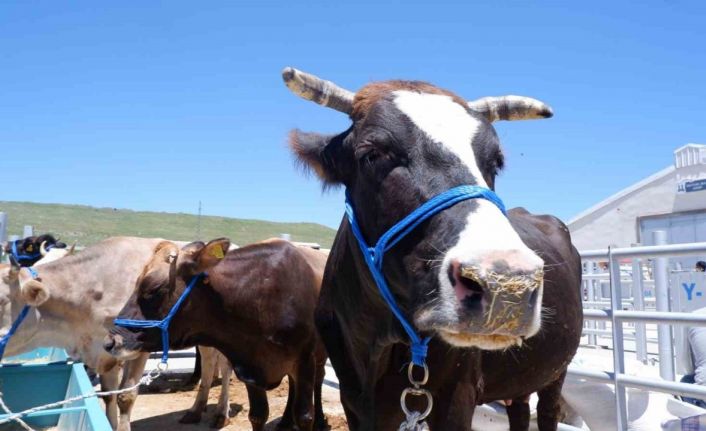 Hayvan pazarında hareketlilik