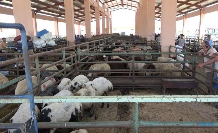 Hayvan pazarında sıkı pazarlıklar devam ediyor