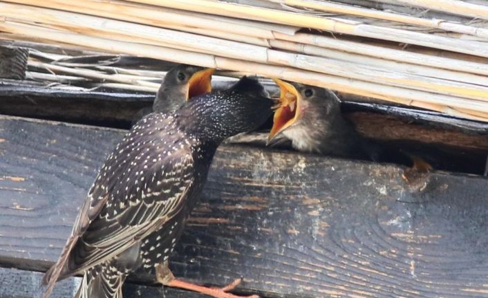 Hersek Lagünü’nde sığırcık kuşu yavrularını beslerken görüntülendi