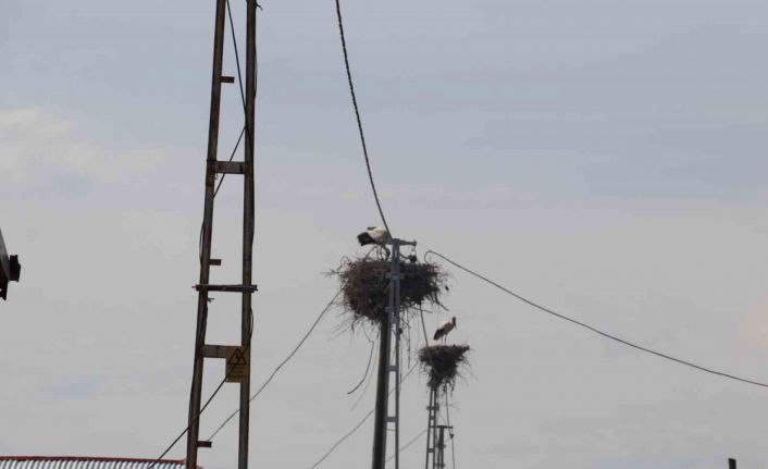 Iğdır’da leylek yuvasının hane sayısından çok olduğu köy havadan görüntülendi