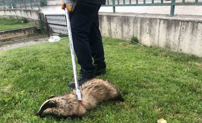 Irmakta mahsur kalan porsuğu itfaiye ekipleri kurtardı