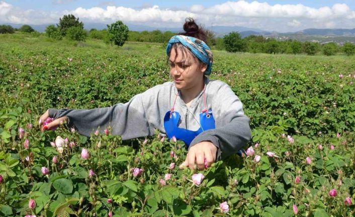 Isparta’da gül hasadı başladı