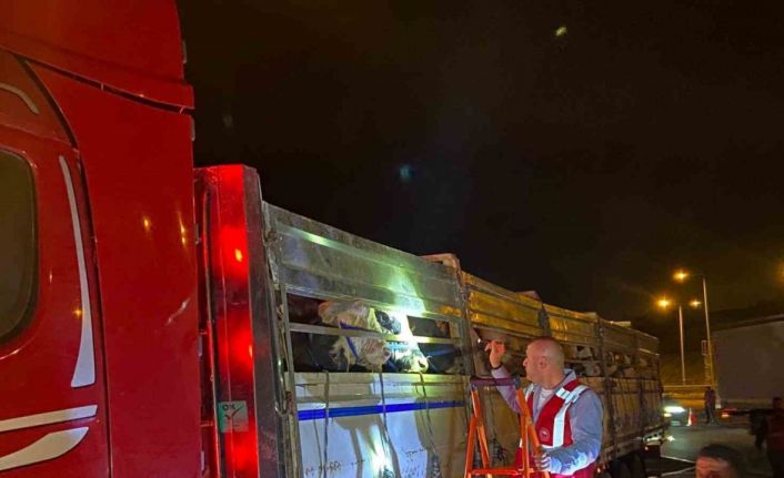 İstanbul’a kurbanlık hayvan girişleri başladı