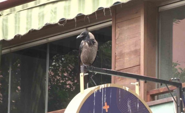 Kadıköy’de yavrusunu korumak isteyen anne karga esnafın başının belası oldu
