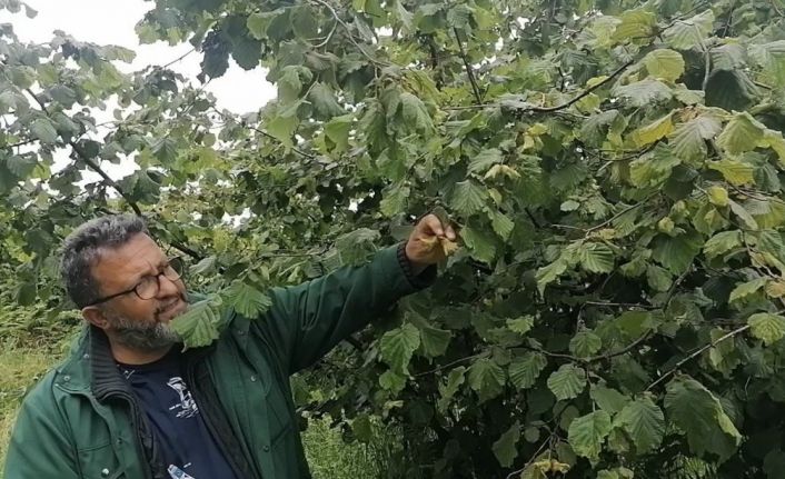 Karadeniz’de sağanak yağışlar ve güneşsiz geçen günler fındık üreticilerini kara kara düşündürüyor