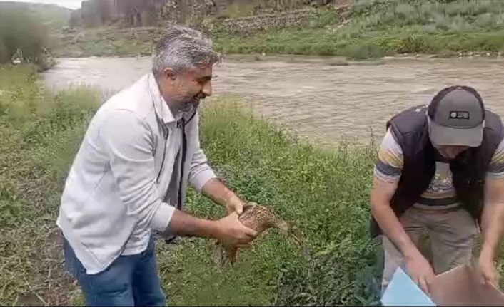 Kars’ta anne ördek yavrularıyla doğal ortama bırakıldı