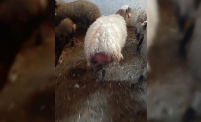 Kars’ta kurt dehşeti: Ağıldaki koyunlara kurt saldırdı, 30 koyun telef oldu