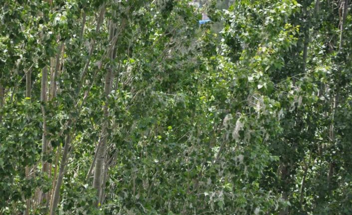 Kars’ta polenli ağaçlar vatandaşları rahatsız ediyor