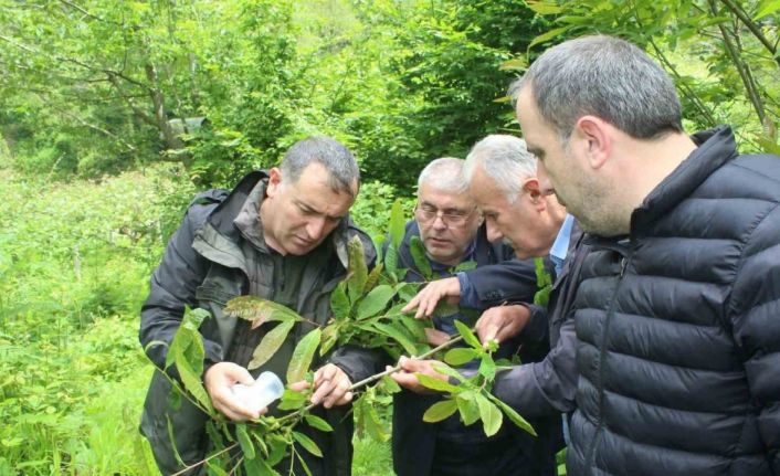 Kastamonu’da katil arılara karşı mücadele sürüyor