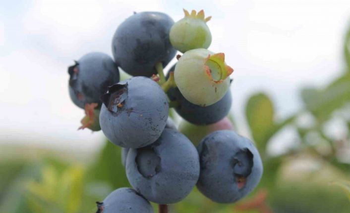 Kayalık arazilerde saksıda şifa kaynağı yaban mersini yetiştiriliyor