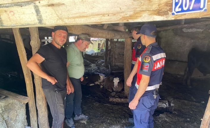 Kaybolan 4 buzağı jandarma dronla buldu