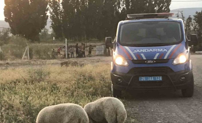 Kaybolan kurbanlık koyunları jandarma ekipleri buldu